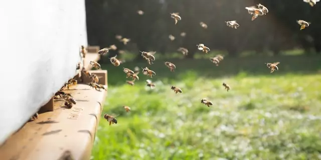 Что делают пчёлы, когда на улице становится слишком жарко?