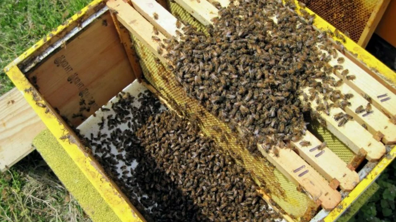 Является ли пчеловодство очень сложным?