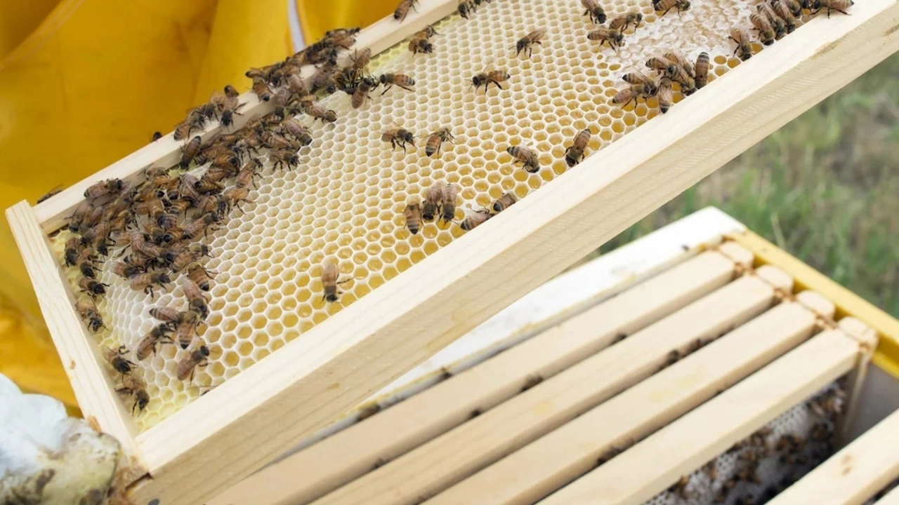 Лучше поджечь пчелиный улей или снять его самому?