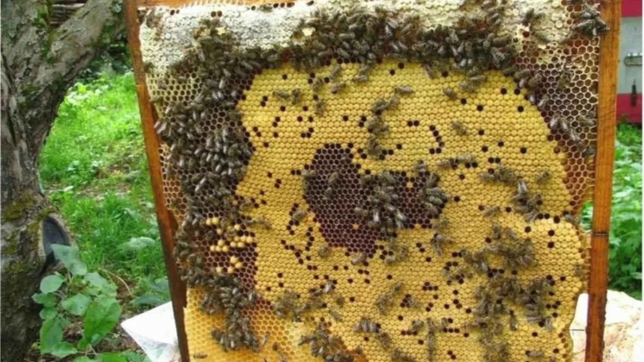 Сколько пчел обычно содержится на типичной пчелиной ферме?