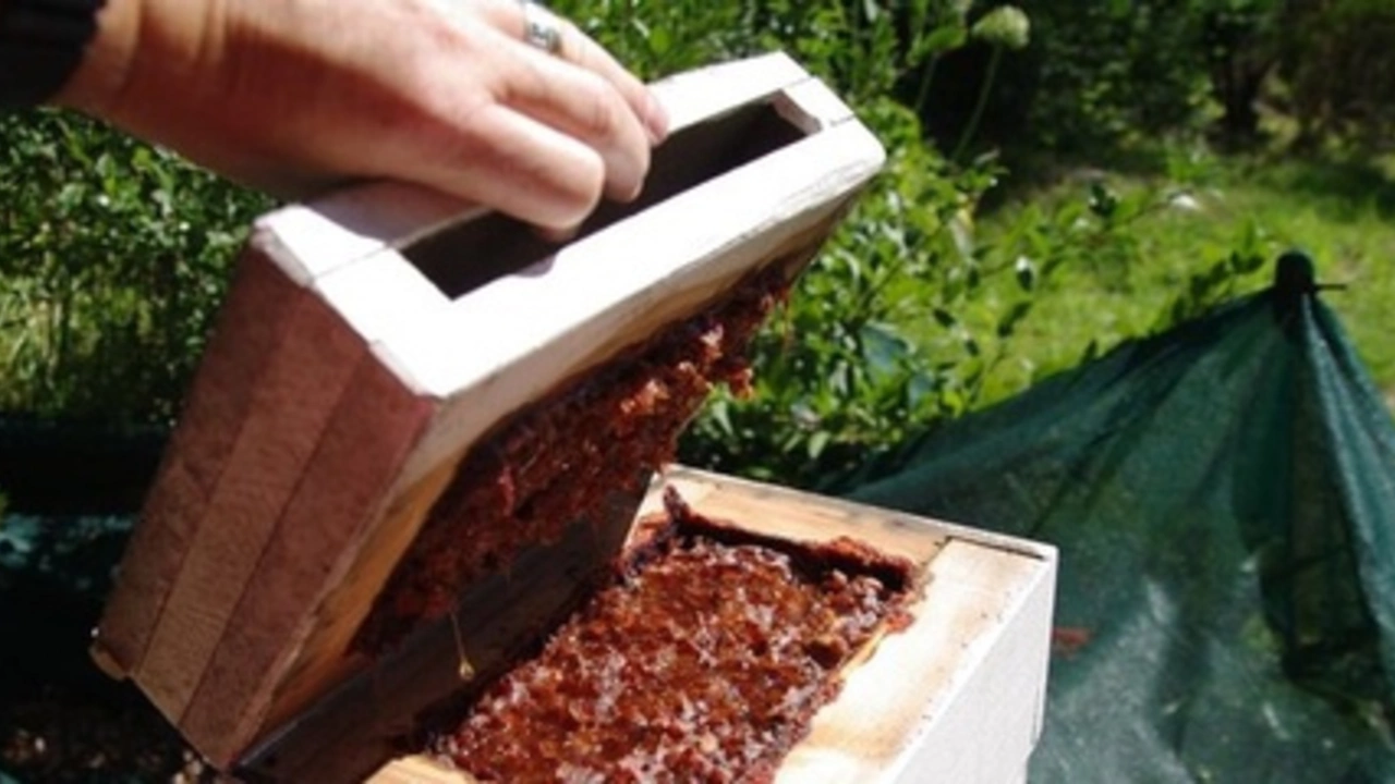 Сложно ли поддерживать пчелиный улей без изучения пчеловодства?