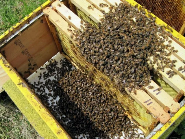 Является ли пчеловодство очень сложным?