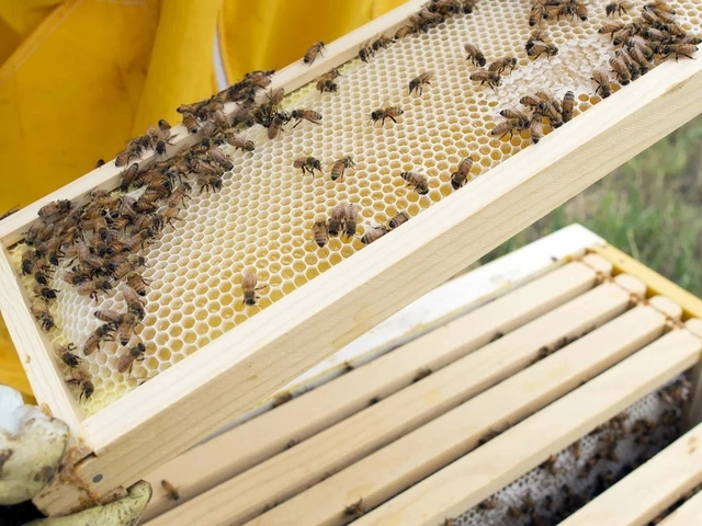 Лучше поджечь пчелиный улей или снять его самому?