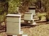 beehives.jpg