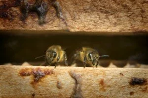 Сколько приобретать семей пчел