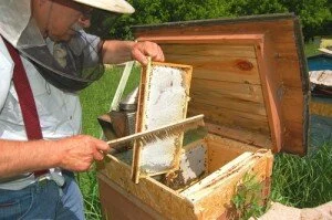Сколько надо иметь времени для ухода за пчелами.