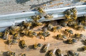 Развитие пчелиной семьи.