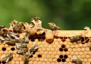 Китайские и японские пчелы