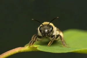 Карпатская порода пчел.