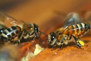 Вьетнамские пчелы