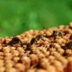 Полезное видео для пчеловодов. 