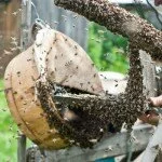 Роение пчел на видео 